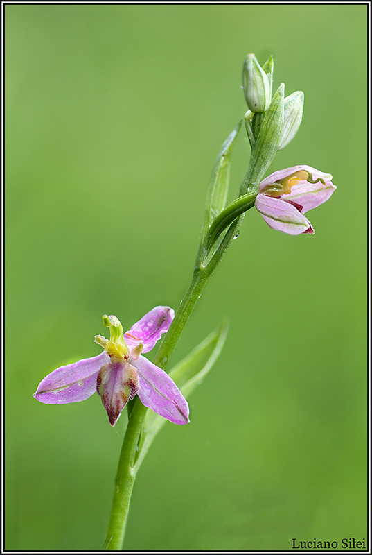 Ophrys apifera var. tilaventina